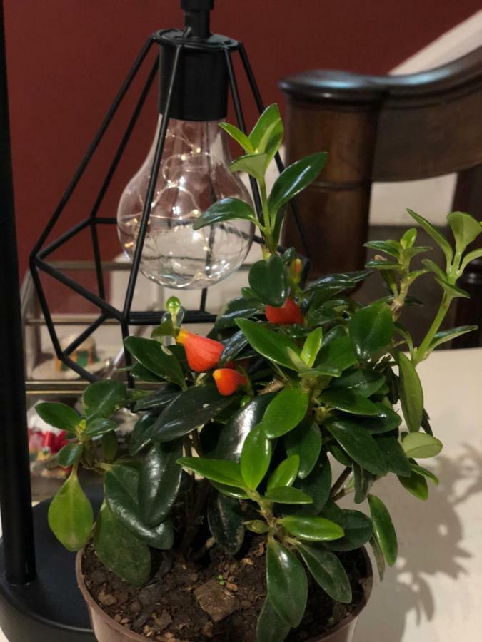Funchal109 Hostel Фуншал Екстериор снимка
